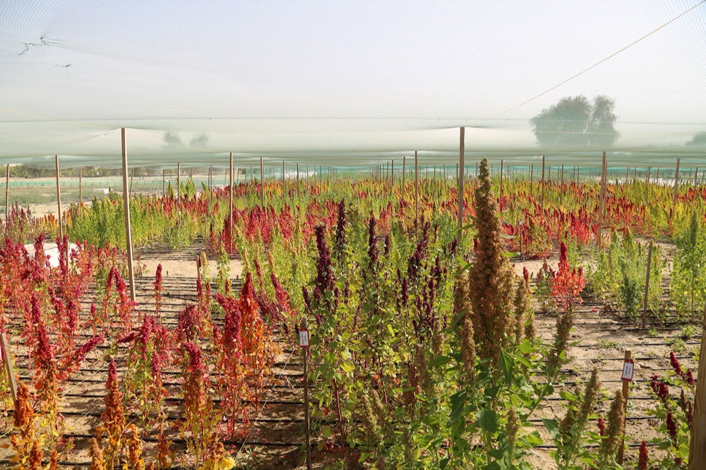  Quinoa breeders now have the genetic information about the crop which will help them develop high-yielding, early-maturing quinoa varieties which are not bitter in taste in record time.